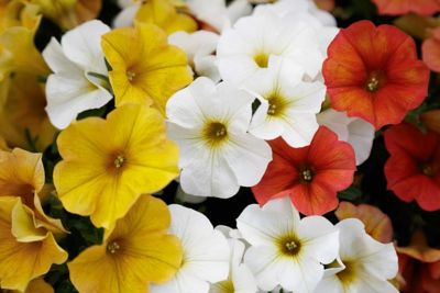 Image showing 1.5 gal. HB Supercal Combo