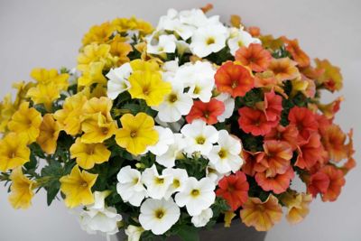 Image showing 1.5 gal. HB Supercal Combo