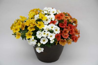 Image showing 1.5 gal. HB Supercal Combo