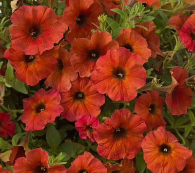 Image showing 1.5 gal. HB Supercal Combo