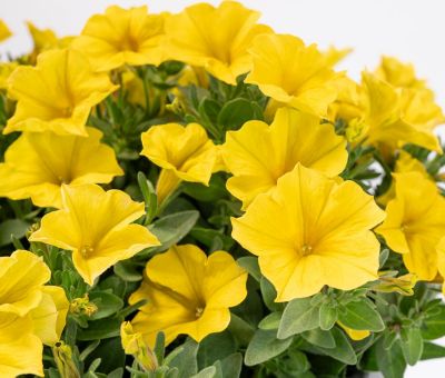 Image showing 6 th Unbranded 1.5 gal. HB Supercal Combo