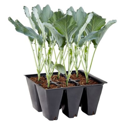 Bonnie Plants Blue Collards, Live Plants, 6 pk.