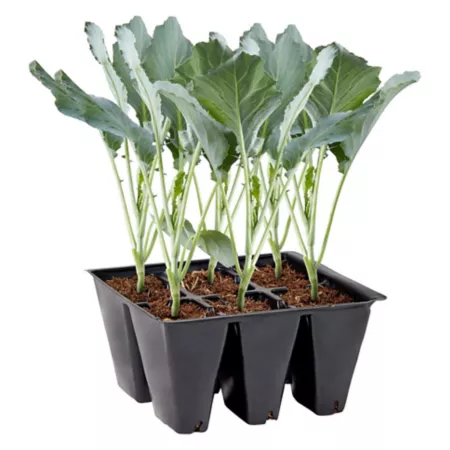 Bonnie Plants Blue Green Cabbage 3-pk Vegetable Plants