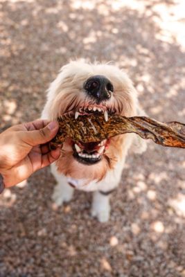 Image showing 7 th Redbarn Peanut Butter Flavored Bully Slices Dog Chew