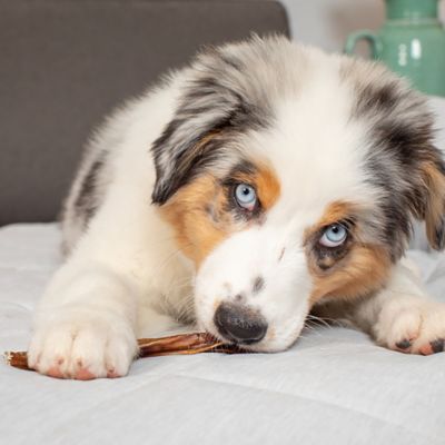 Image showing  Standard Steer Bully Stick, 3 pk., 6 in. Dog Chew Treat