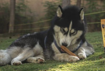 Image showing  Gourmet Cheesy Chew, 7011