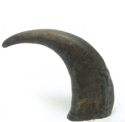 Image showing  Water Buffalo Horns 2 pc. Reselable Bag with header Card