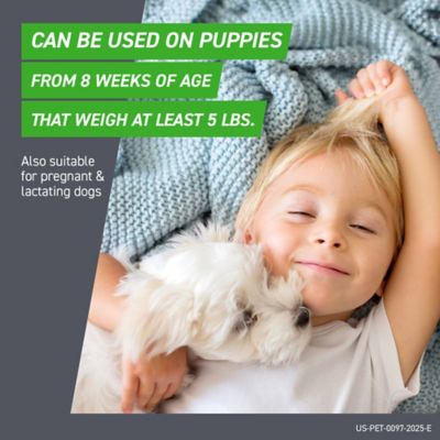 Image showing 6 th Frontline Plus Flea and Tick Topical Treatment for Dogs 23-44 lb., 3 ct.