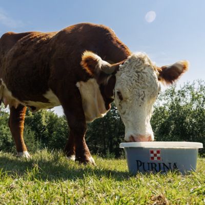 Image showing  30 Protein Hi-Energy Cattle Supplement, 55 lb. Tub