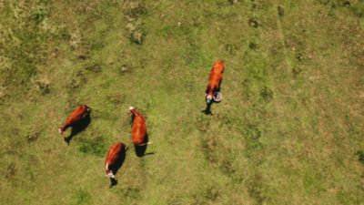 Image showing  30 Protein Hi-Energy Cattle Supplement, 55 lb. Tub