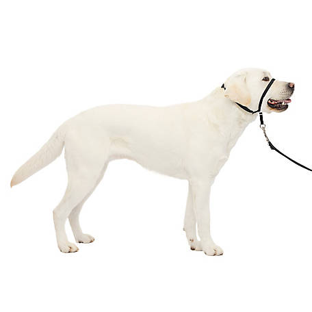 Nylon Dog Head Collar Pet Gentle Leader No Pain No Pull Control Training Leash Adjustable Harness Halter Training Nose Reigns