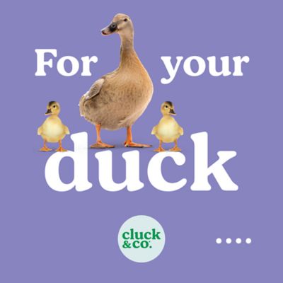 Image showing  Organic Pelleted Duck Feed