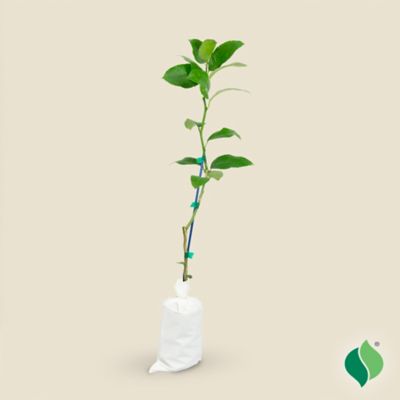 DeGroot 26 in. Yellow Improved Meyer Lemon Citrus Tree Plant