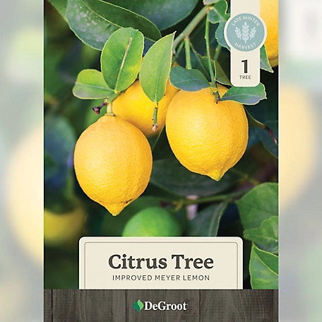 DeGroot 26 in. Improved Meyer Lemon Citrus Tree