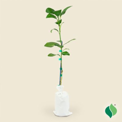 DeGroot 26 in. Bearss Seedless Lime Citrus Tree