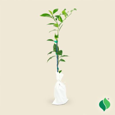 DeGroot 26 in. Kishu Mandarin Citrus Tree