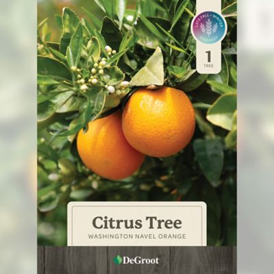 Image showing  26 in. Potted Washington Navel Orange Citrus Tree