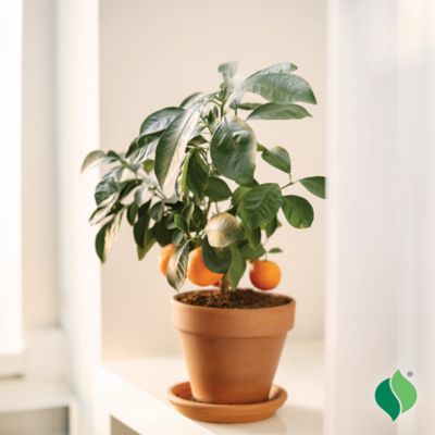 Image showing  26 in. Potted Washington Navel Orange Citrus Tree