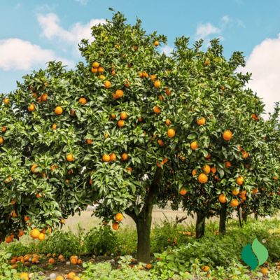 Image showing  26 in. Potted Washington Navel Orange Citrus Tree