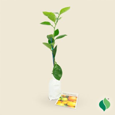 Image showing 5 th DeGroot 26 in. Potted Washington Navel Orange Citrus Tree
