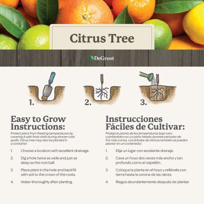 Image showing 6 th DeGroot 26 in. Potted Washington Navel Orange Citrus Tree