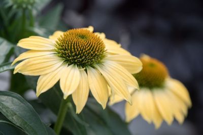 8 in. Echinacea