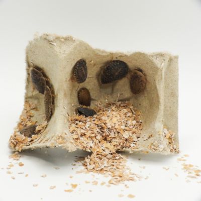 Mack's Natural Reptile Food Medium Dubia Roaches Live Feed Reptile Food