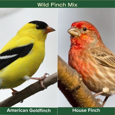 Image showing  Wild Finch Mix, 8 lb.