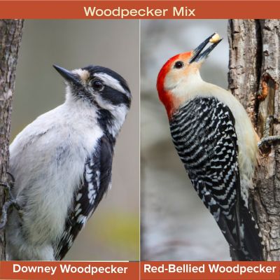 Image showing  Woodpecker Mix, 20 lb.