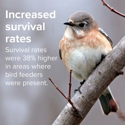 Image showing 6 th Kent Blue Seal Cardinal Mix