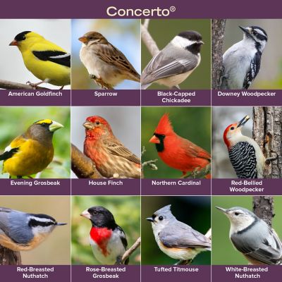 Image showing  Concerto Wild Bird Food, 40 lb.
