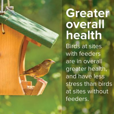 Image showing  Concerto Wild Bird Food, 40 lb.