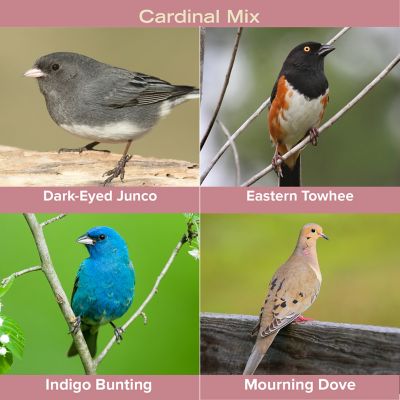 Image showing  Sing Along, 20 lb.