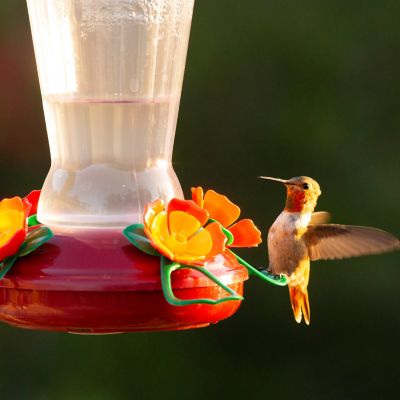 Image showing  Hollyhock With 3 pc. Port