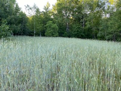 Domain Outdoor Winter Rye Food Plot Seed - 40 lb.