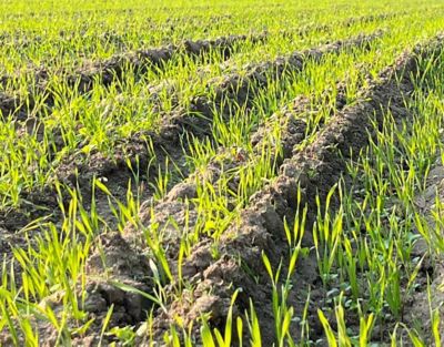 Domain Outdoor Winter Wheat Food Plot Seed - 40 lb.