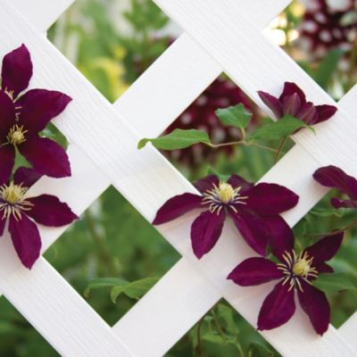 Image showing  2 ft. x 8 ft. White Classic Vinyl Lattice