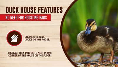Image showing 8 th Petmate DIY Duck House, 5 Duck Capacity