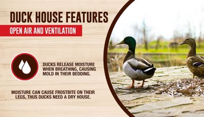 Image showing 9 th Petmate DIY Duck House, 5 Duck Capacity