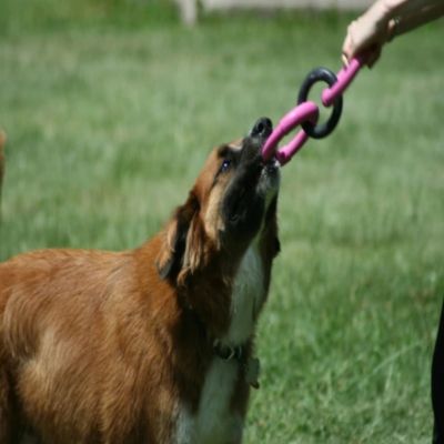 Image showing  Invincible Chains Dog Chew Toy, Large