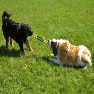 Image showing  Invincible Chains Dog Chew Toy, Large