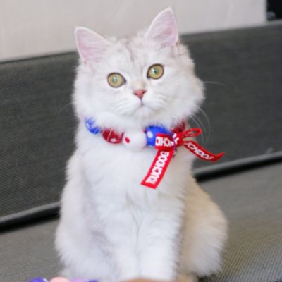 Image showing 4 th TouchCat Pom-Pom Patterned Designer Cat Neck Collar with Chime Bell