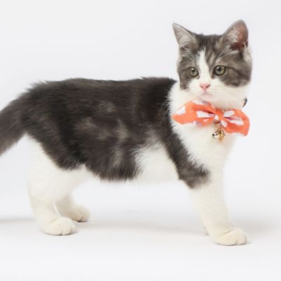 Image showing  Shepherd Patterned Designer Cat Collar with Bow