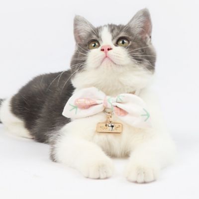 Image showing  Pineapple Patterned Designer Cat Collar with Bow