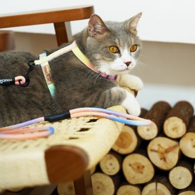 Image showing  Rainbow Patterned Fashion Cat Harness and Leash