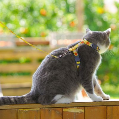 Image showing  Animal Patterned Fashion Cat Harness and Leash