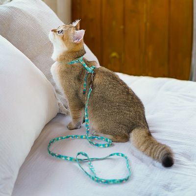 Image showing  Avery Patterned Fashion Cat Harness and Leash