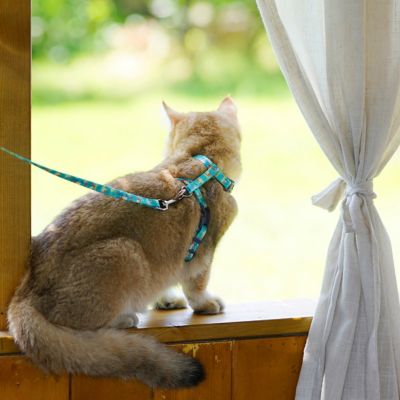 Image showing  Avery Patterned Fashion Cat Harness and Leash
