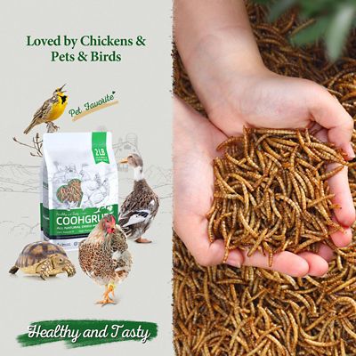 Image showing  Premium Grade Dried Mealworms Chicken Treats, Tasty and Healthy Snacks for Hens Ducks