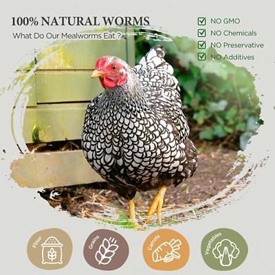 Image showing  Premium Grade Dried Mealworms Chicken Treats, Tasty and Healthy Snacks for Hens Ducks